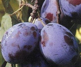 tuleu gras szilva